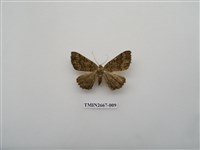 藏品(尺蛾204)的圖片